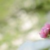 雲上の花