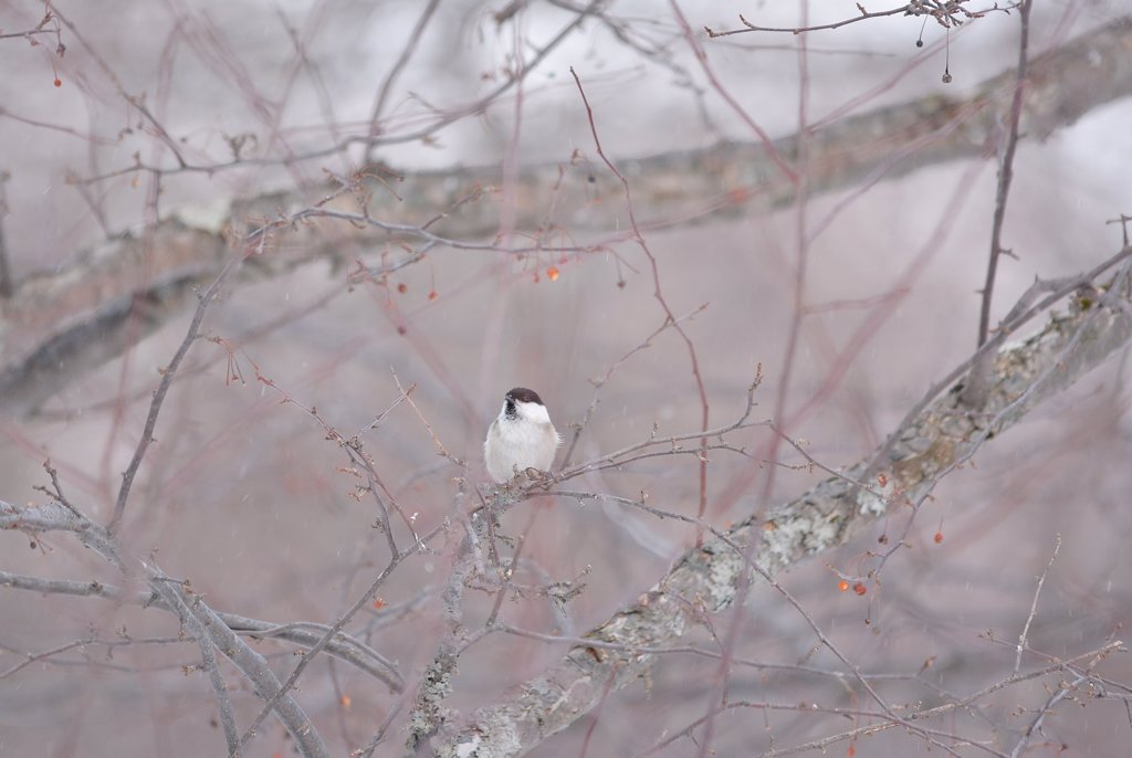 細雪と小鳥