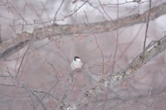 細雪と小鳥
