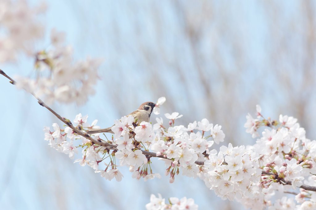 桜チュンさん