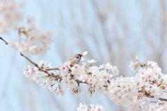 桜チュンさん