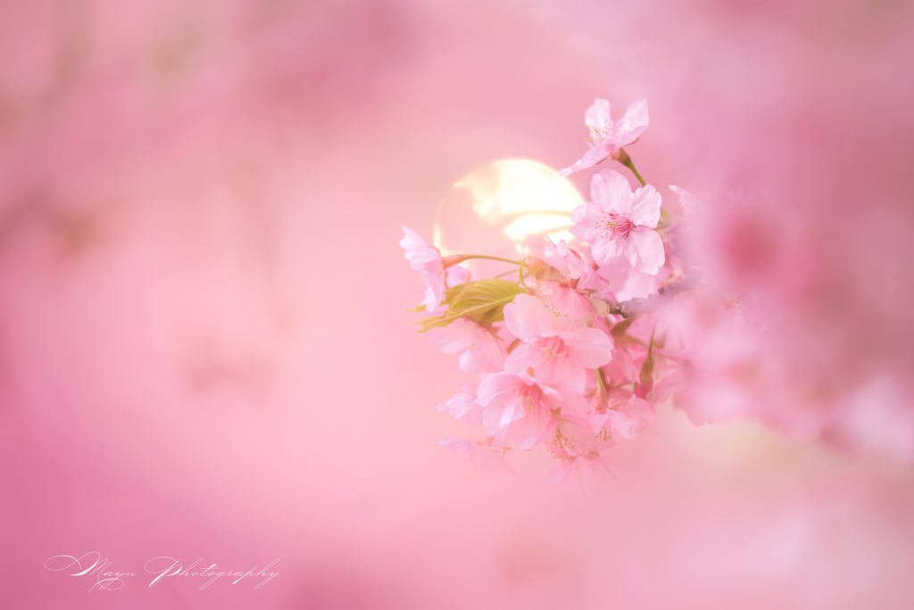 ゆめ桜