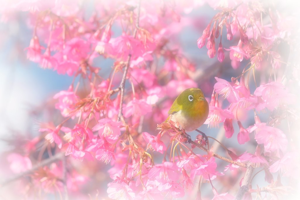 春ひかる❀
