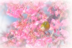 春ひかる❀