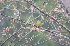 つぼみと小鳥