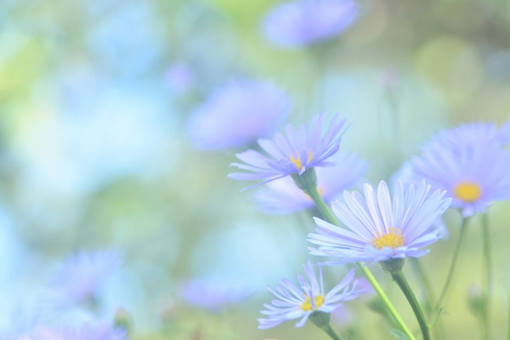 涼花