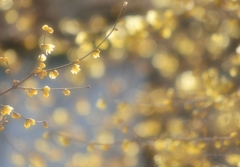悦びの花たち