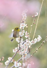春色メジロさん