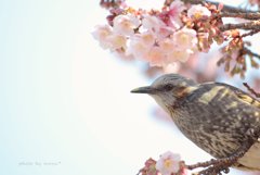 桜ヒヨドリ