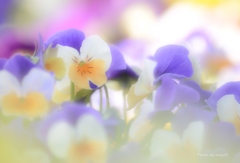 pansy~smile