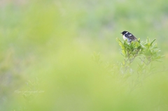 Green, Green♪