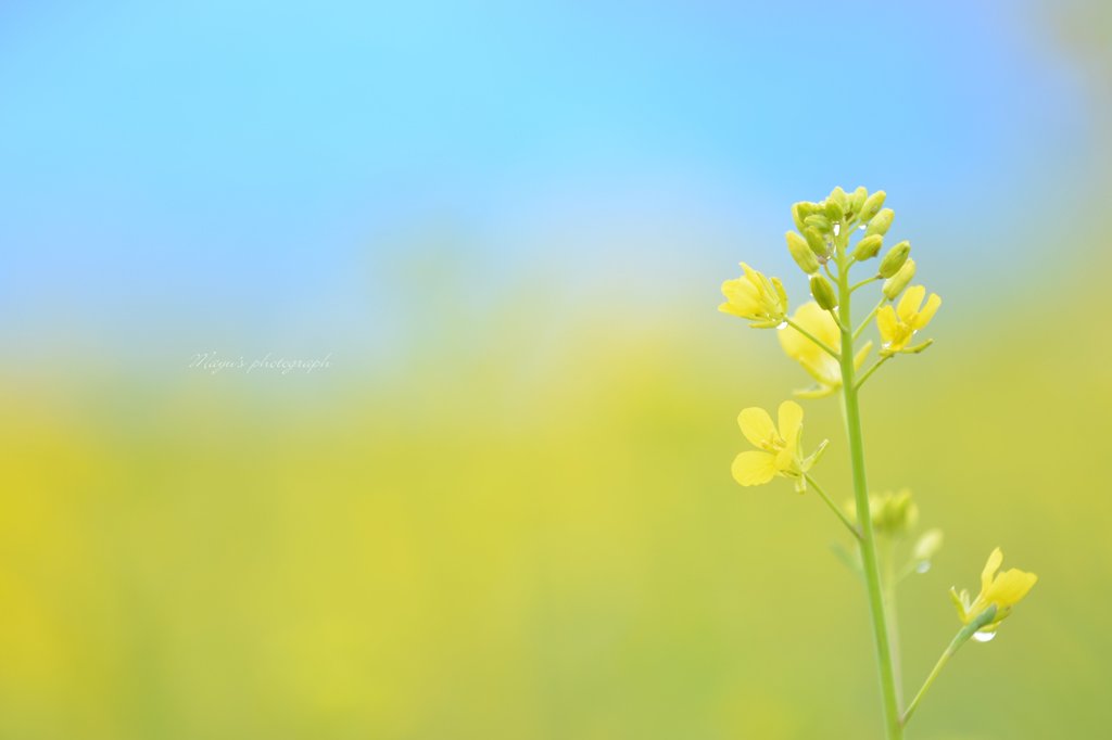 なのはな❀