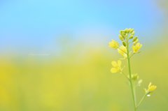 なのはな❀