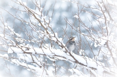 雪つぐみ