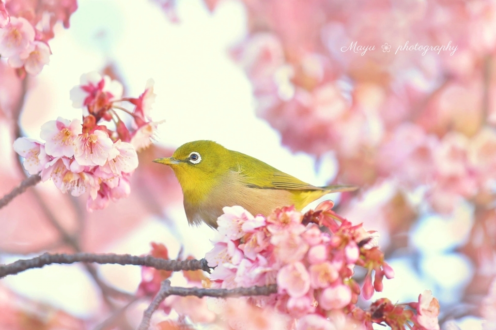 ❀桜っこ❀