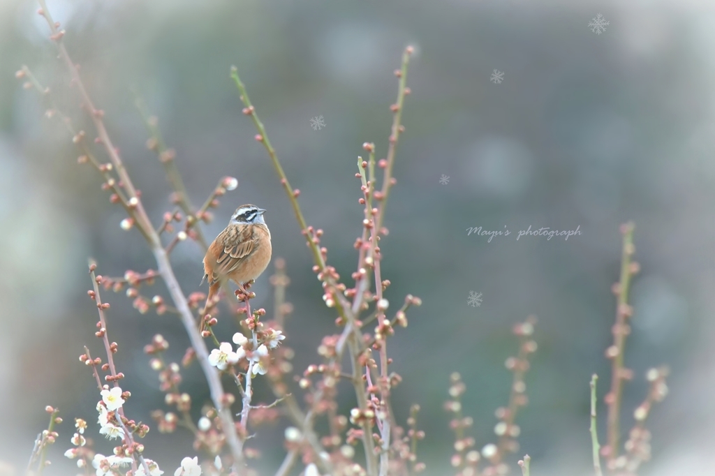 雪かしら・・・