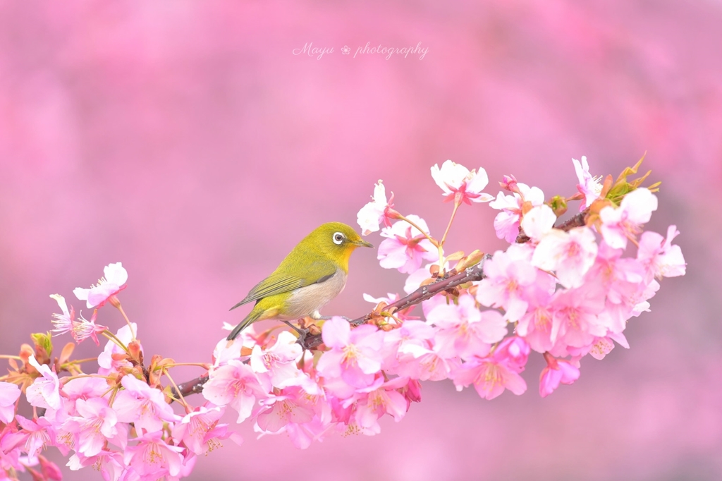 河津桜プリンス