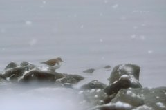 雪の日