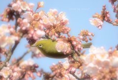 寒桜とメジロ