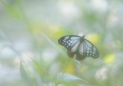 スリガラスの蝶々