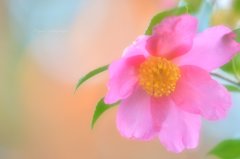 花も恥じらう