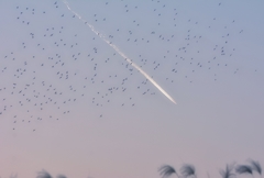ひこうき雲