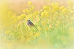 春ひよ