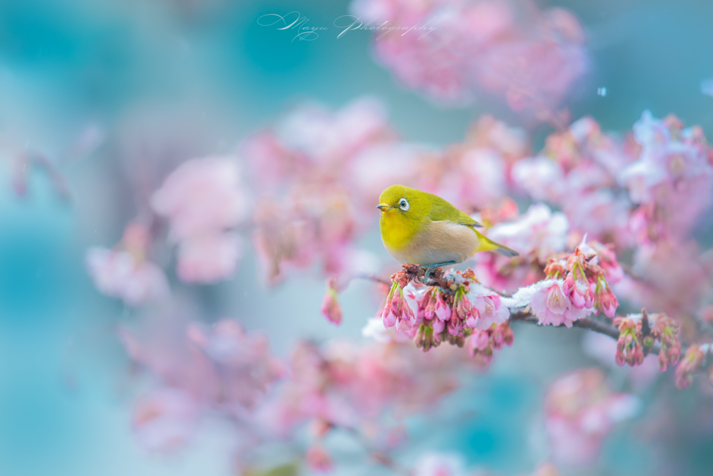 寒桜めじろ