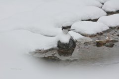 雪セキレイ