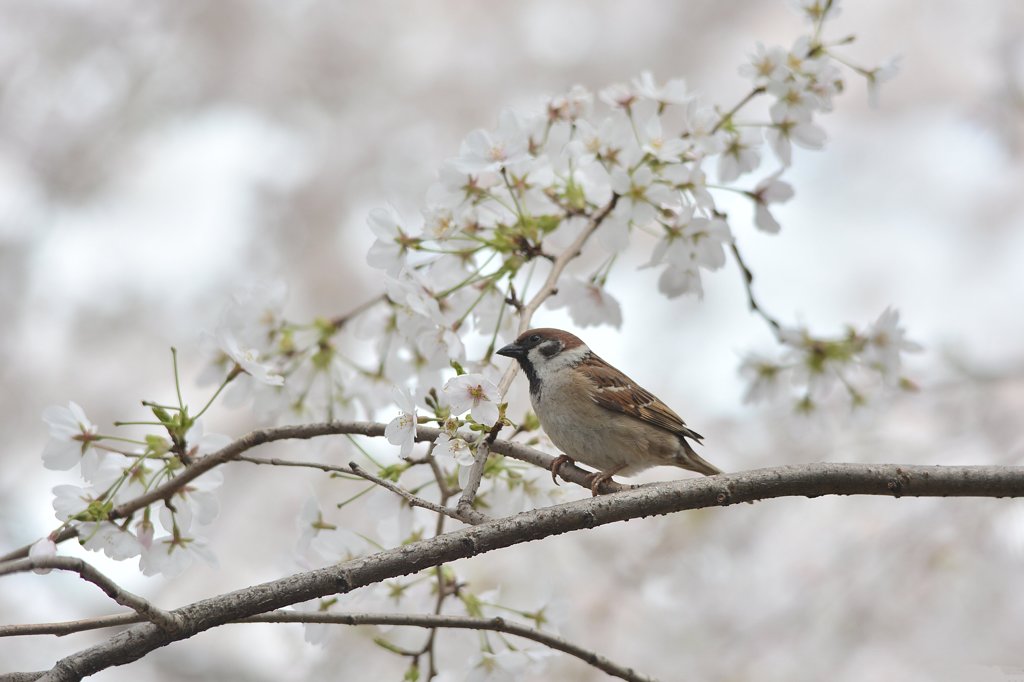 お花見