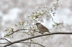 お花見