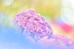 紫陽花ドリーム
