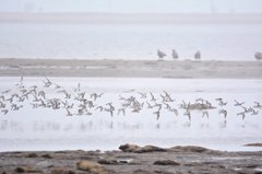 旅する鳥