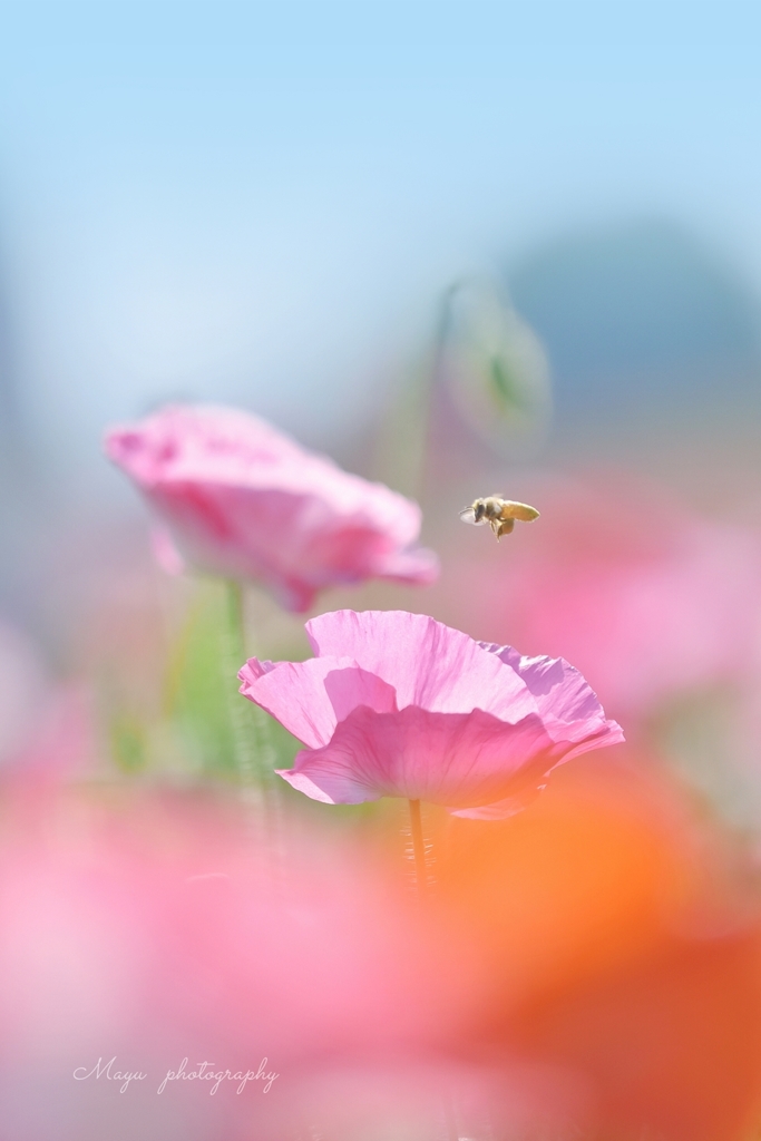 little bee ♪