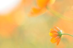 Sweet orange