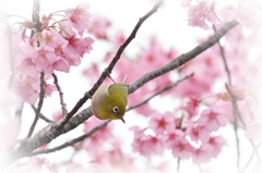 桜メジロ