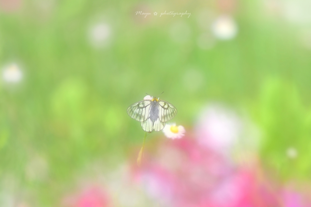 メルヘンちょうちょ