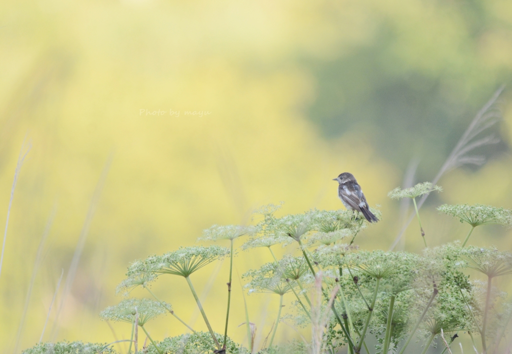 small bird