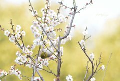 春のごちそう