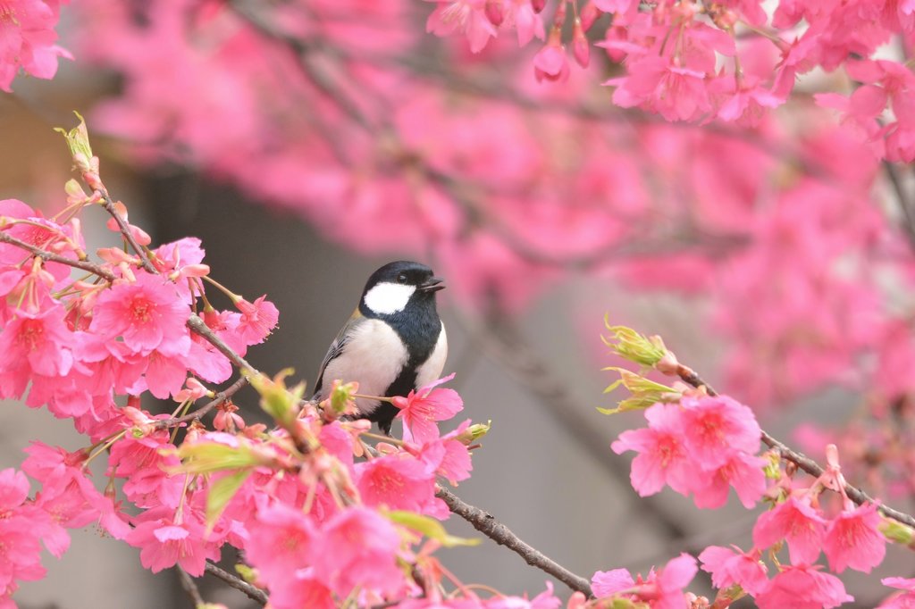 お花見❀