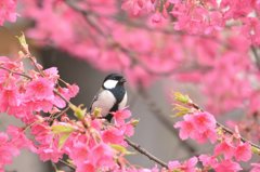 お花見❀