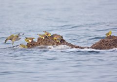 海水飲み場