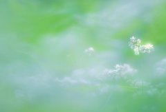 希望の光