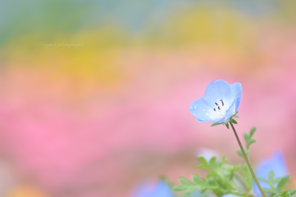 可愛いね♡