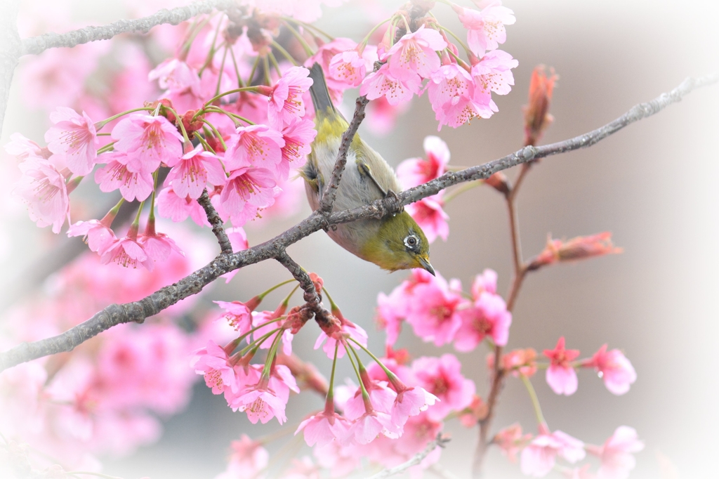 桜めじろ