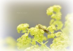 蟻とキリギリス