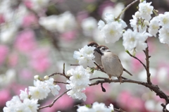 桃花＆雀