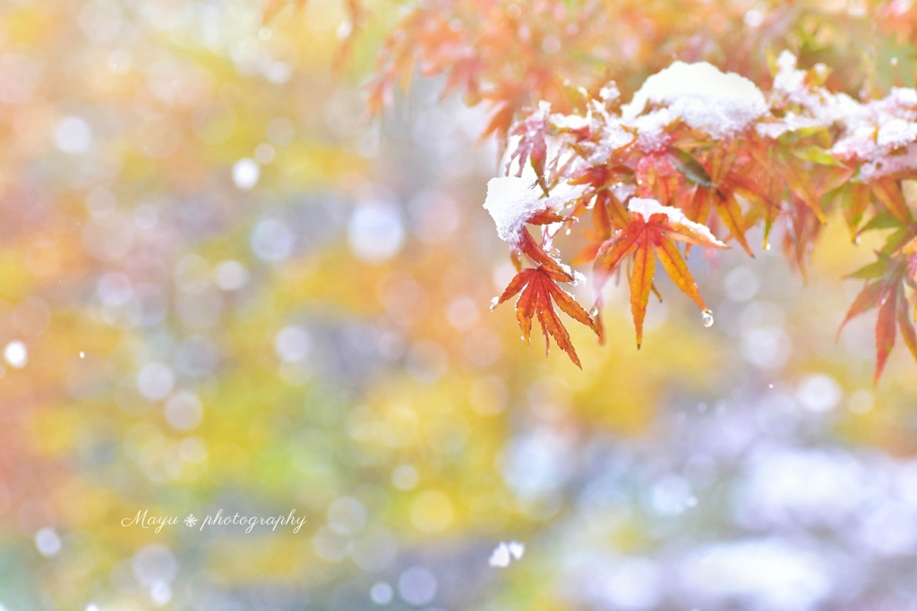 雪もみじ