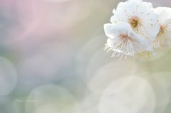 白梅✿