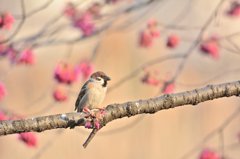春チュンさん